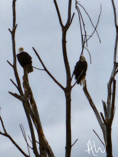 Two bald eagles perched on bare tree branches against a cloudy sky.